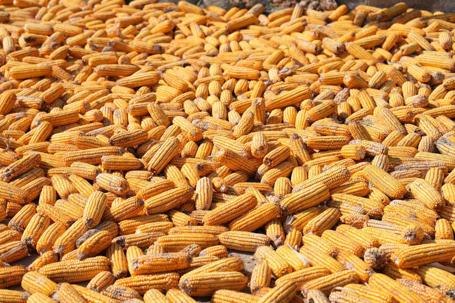Indian agricultural commodities supplied by merchant exporter
