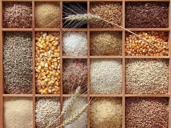 Indian cereals including wheat maize millet and other grains for export