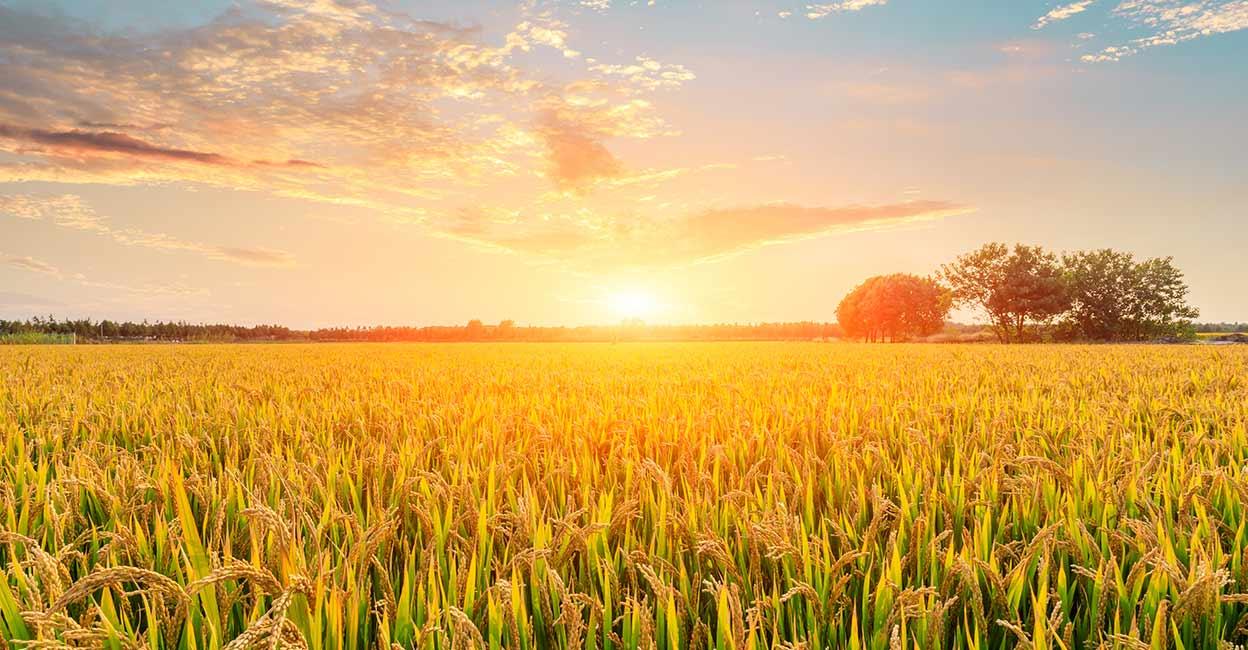 Indian rice paddy field supplying premium agricultural products for export
