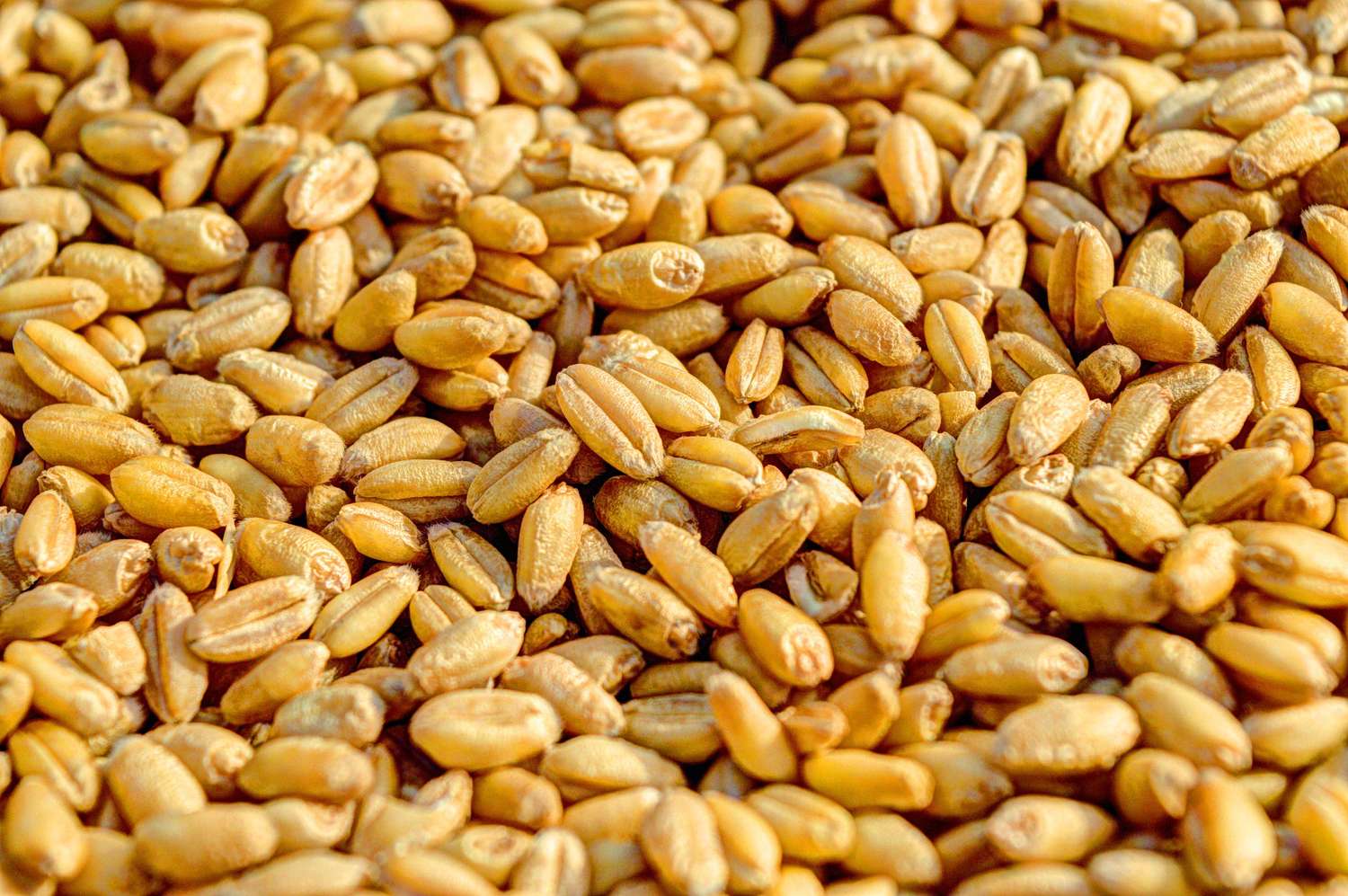 Indian grains and agricultural commodities for export